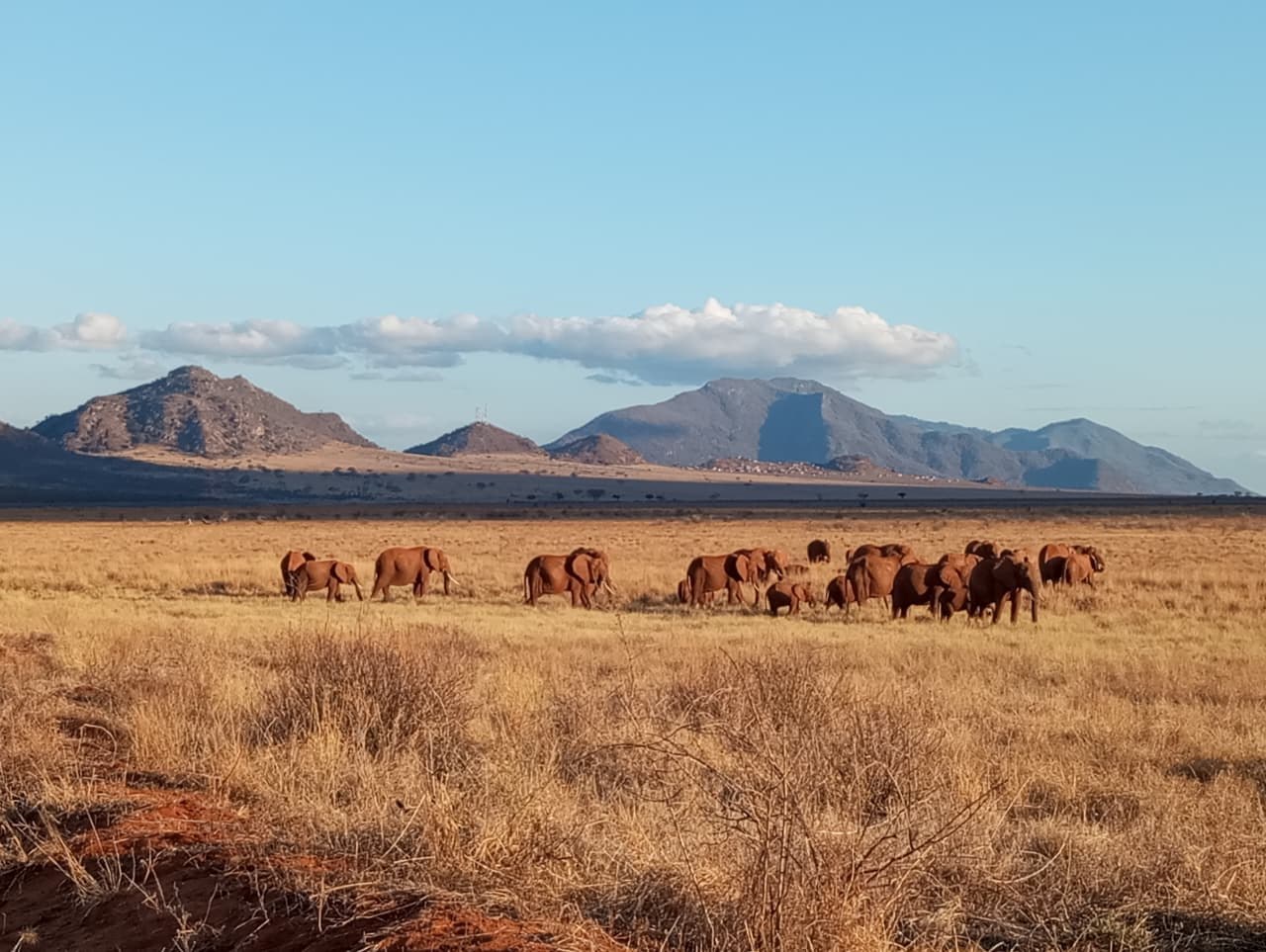 Tsavo East Express