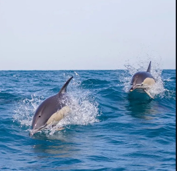 Watamu Marine Park & Snorkelling
