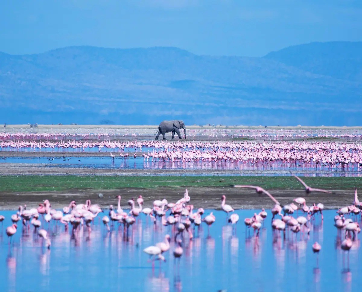 Lake Nakuru Day Safari