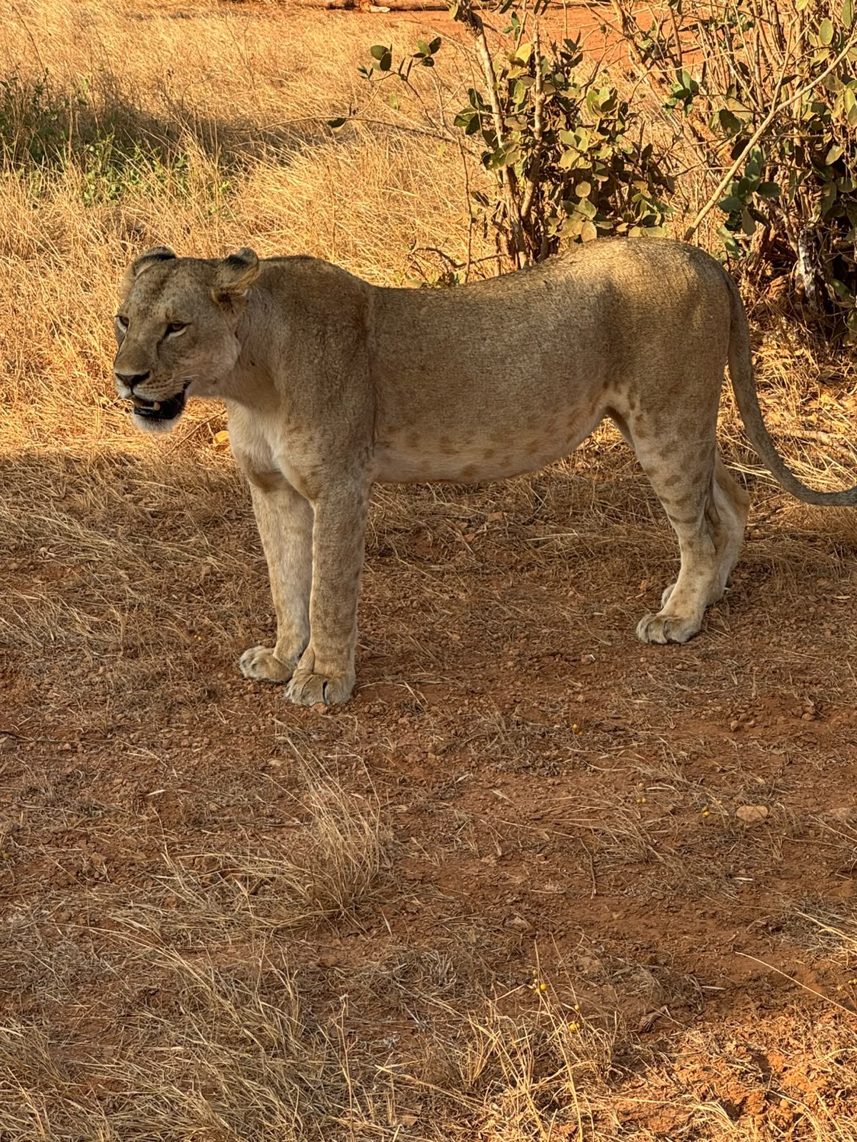 Kenya safari landscape